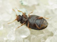 Latridius
