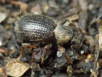 Otiorhynchus ovatus