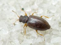 Melanophthalma