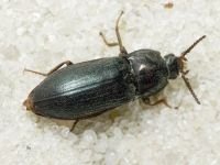 Selatosomus