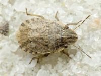Sciocoris cursitans