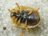 Hypocassida cornea