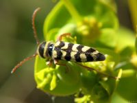 Plagionotus floralis
