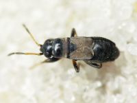 Ischnocoris hemipterus