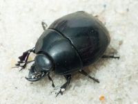 Pachylister inaequalis