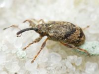 Anthonomus (Anthonomus) pomorum