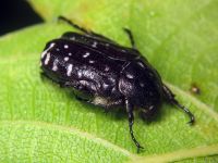 Oxythyrea funesta