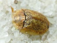 Hypocassida cornea