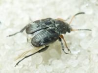 Bruchus affinis