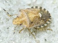 Dyroderes umbraculatus
