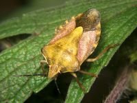 Carpocoris purpureipennis