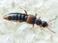 Phloeopora