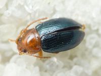 Derocrepis rufipes