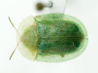 Cassidinae