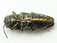 Sphenoptera