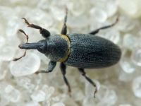 Mecinus collaris