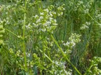 Galium mollugo