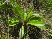 Plantago lanceolata