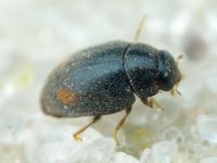 Scymniscus horioni