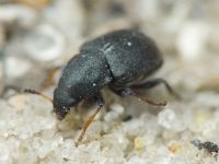 Bruchela suturalis