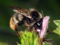 Bombus lapidarius