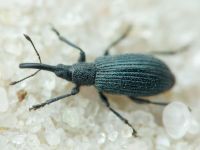 Stenopterapion (Stenopterapion) meliloti