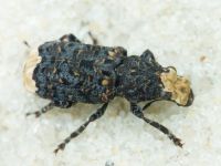 Platyrhinus resinosus