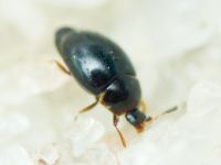 Orthoperus