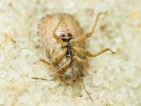 Sciocoris macrocephalus