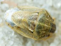 Neottiglossa leporina