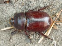 Oryctes nasicornis