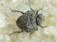 Georissus crenulatus