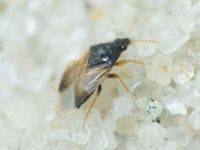 Anthocoridae
