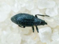 Apioninae