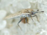 Tingis (Tingis) grisea