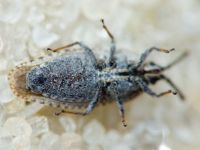 Tingis (Tingis) grisea