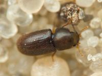 Ciidae