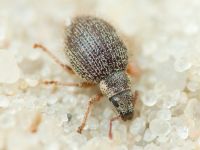 Brachysomus (Brachysomus) echinatus