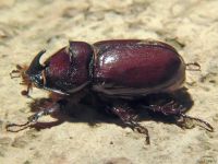 Oryctes nasicornis