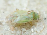 Plagiognathus chrysanthemi