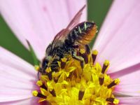 Megachile willughbiella