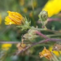 Picris hieracioides
