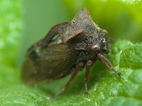 Centrotus cornutus