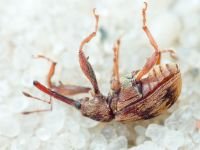 Anthonomus (Furcipus) rectirostris