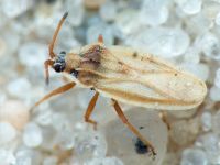 Tingis (Tingis) auriculata
