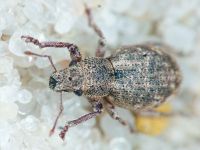 Strophosoma capitatum