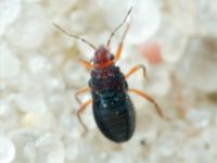 Hebrus ruficeps