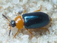 Tetratoma (Tetratoma) fungorum