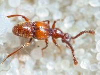 Batrisus formicarius
