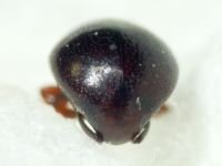 Abraeus